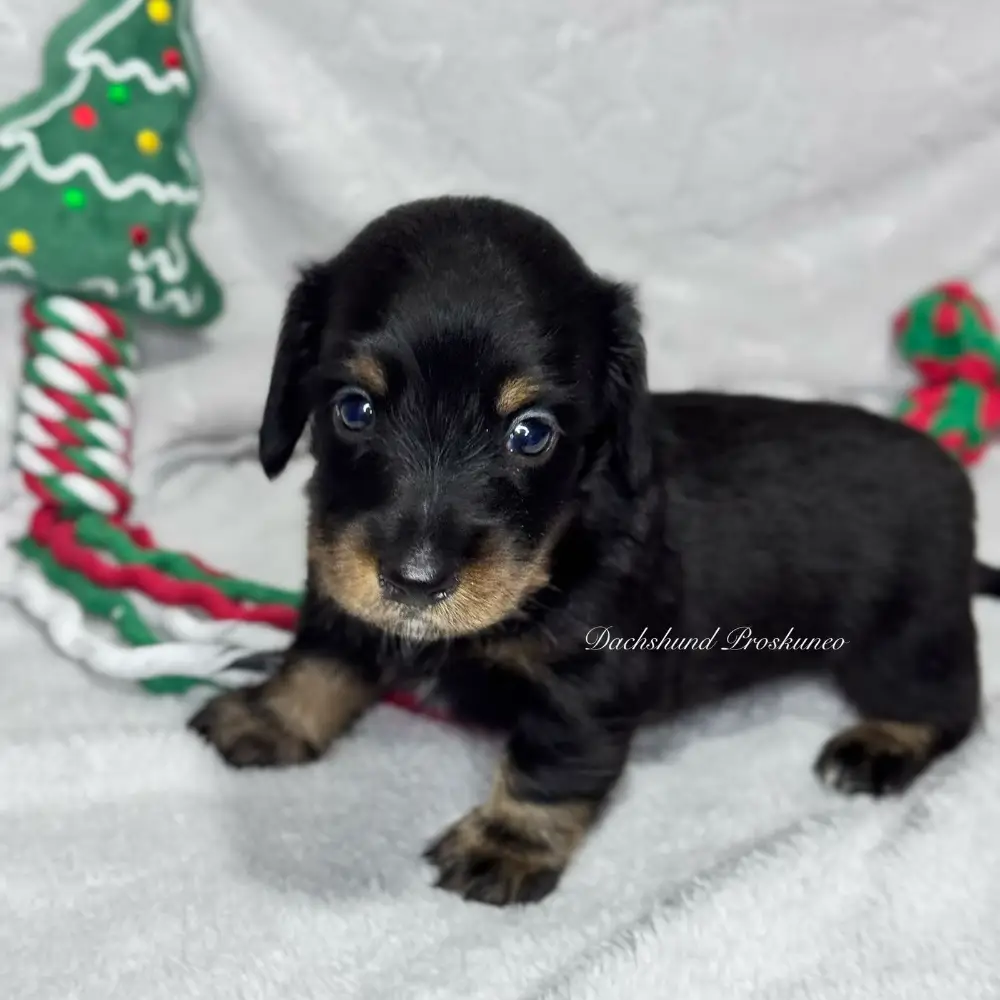 Onyx - Proskuneo Dachshund