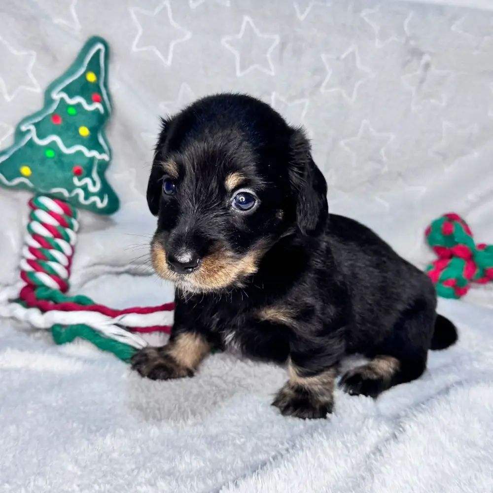 Onyx - Proskuneo Dachshund