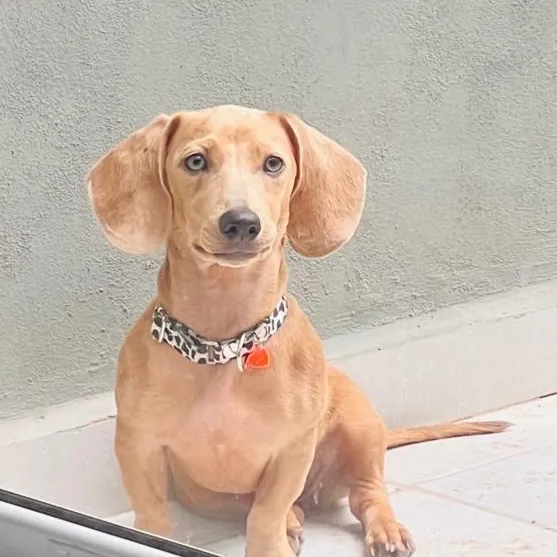 Bonnie - Proskuneo Dachshund