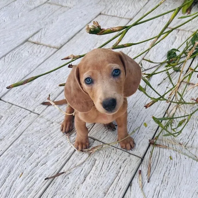 Bonnie - Proskuneo Dachshund