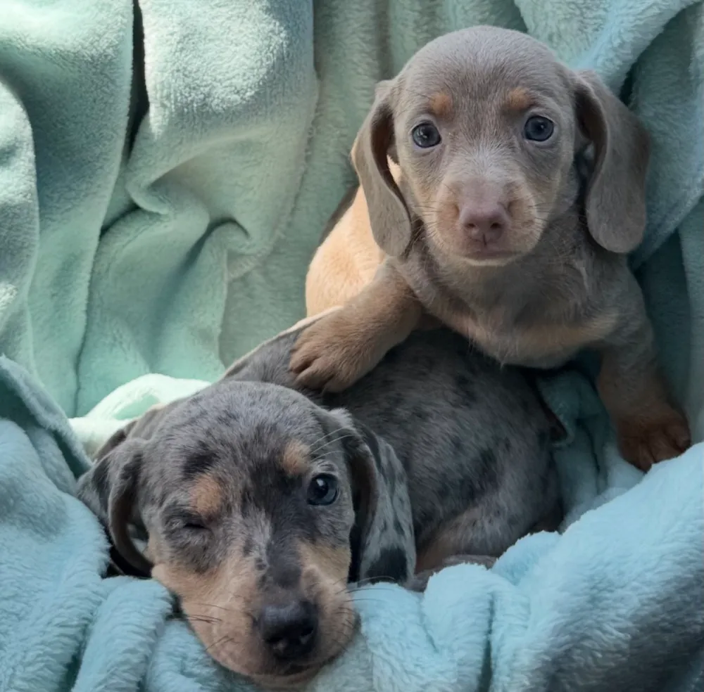 Luna - Proskuneo Dachshund