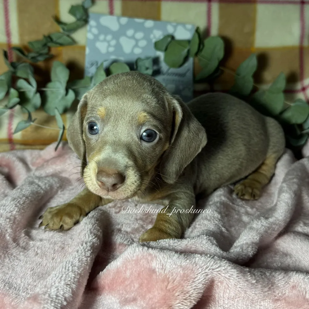 Filipo - Proskuneo Dachshund