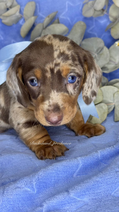 Rogel - Proskuneo Dachshund