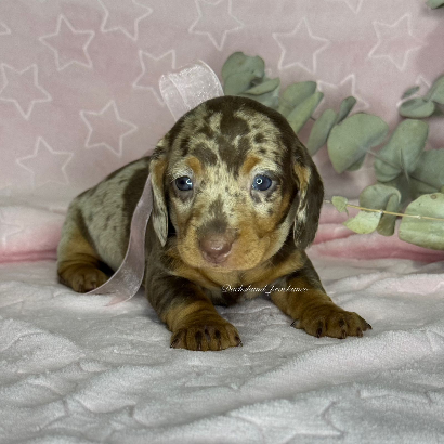 Rufina - Proskuneo Dachshund