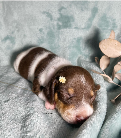 Leví - Proskuneo Dachshund
