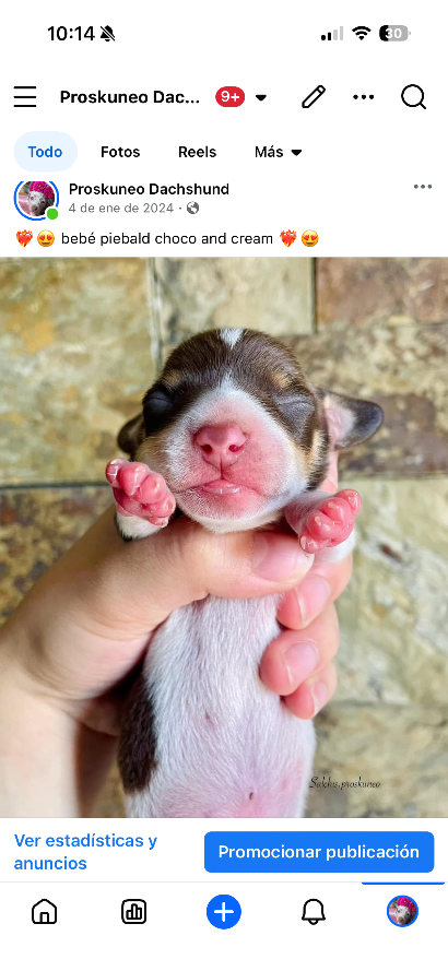 Leví - Proskuneo Dachshund
