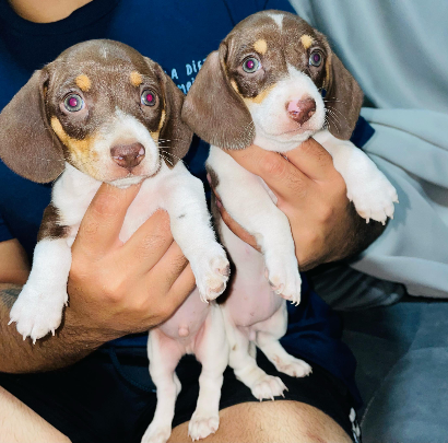 Leví - Proskuneo Dachshund