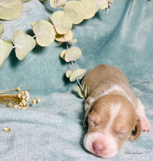 Huguito - Proskuneo Dachshund