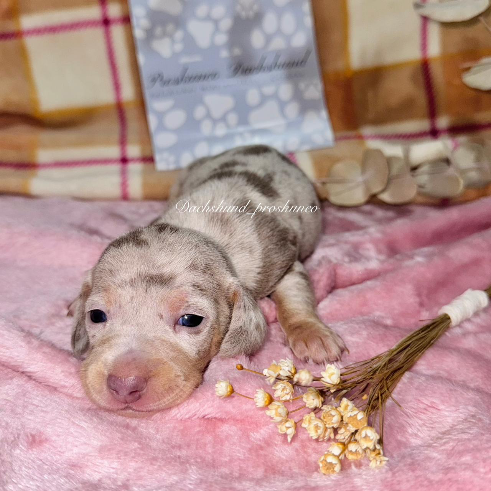 Isadora - Proskuneo Dachshund