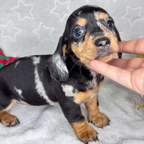 Hannah - Proskuneo Dachshund