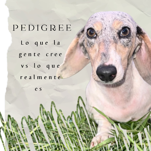 Pedigree.. que es ? - Proskuneo Dachshund