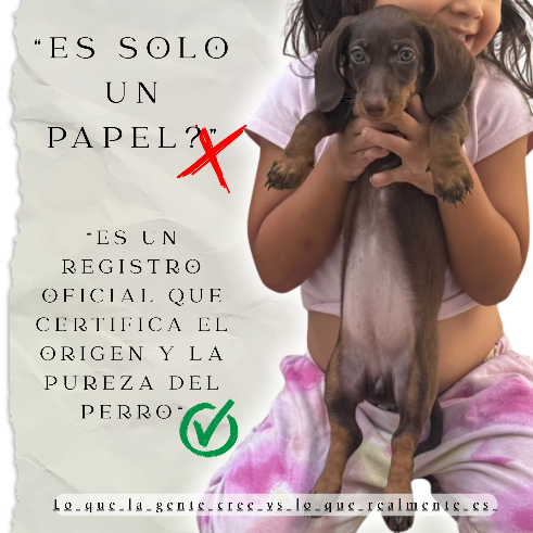 Pedigree.. que es ? - Proskuneo Dachshund