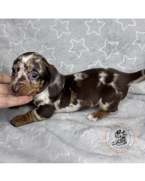Oli - Proskuneo Dachshund