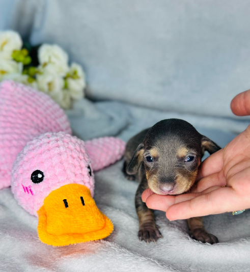 Blue and tan nena - Proskuneo Dachshund