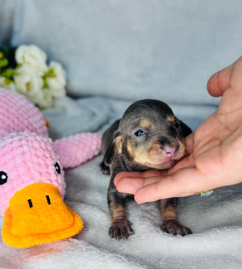 Blue and tan nena - Proskuneo Dachshund