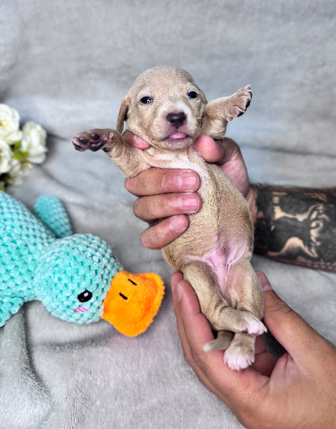 Naxos 🇧🇷 - Proskuneo Dachshund