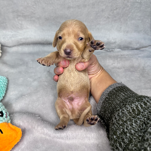 Dorado platinado - Proskuneo Dachshund