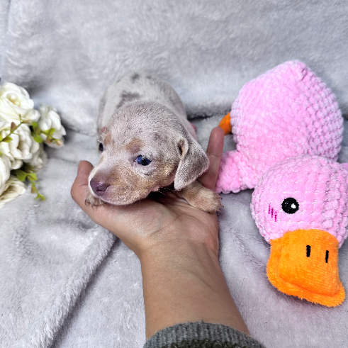 Nena Arlequin isabella - Proskuneo Dachshund