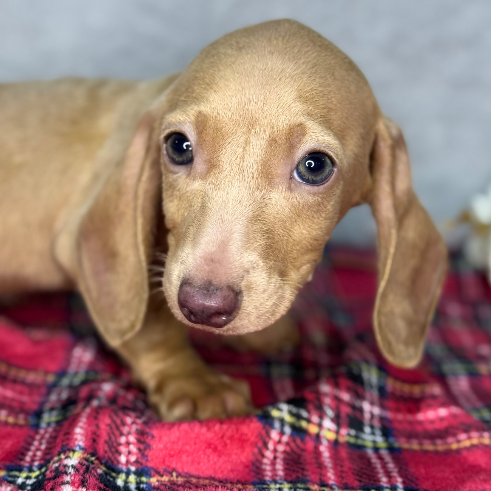Vainillo - Proskuneo Dachshund