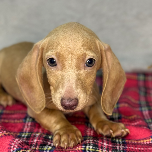 Vainillo - Proskuneo Dachshund