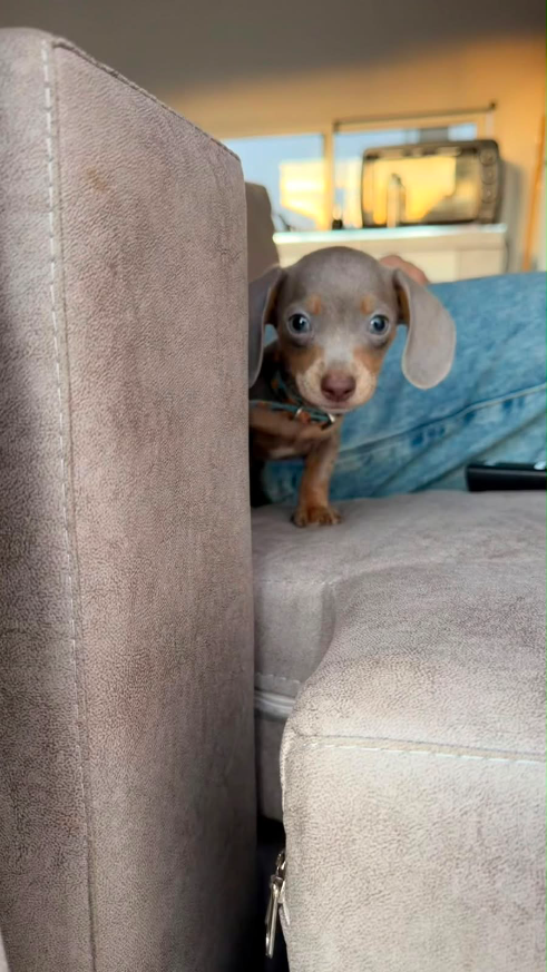 Coco 🥥