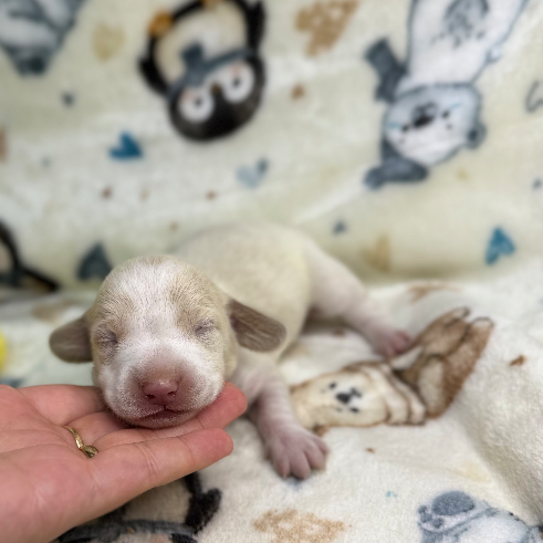 Macho piebald crema