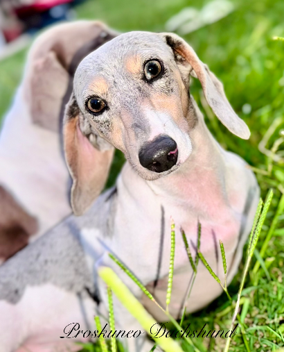 Puppy Proskuneo